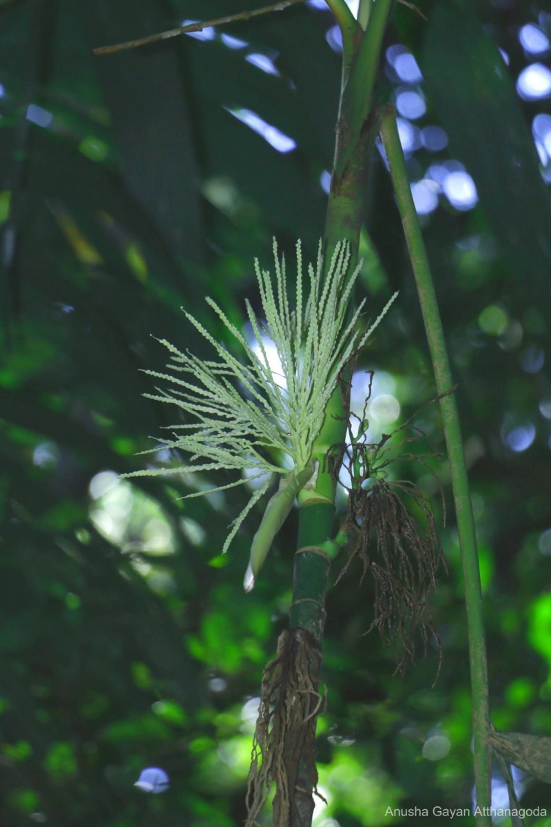 Areca concinna Thwaites