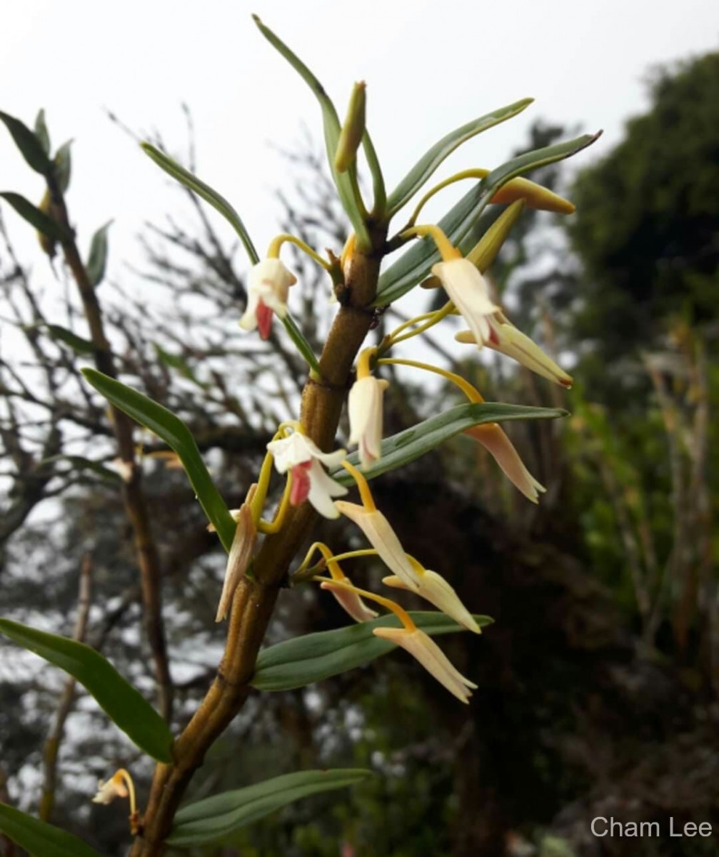 Dendrobium jerdonianum Wight