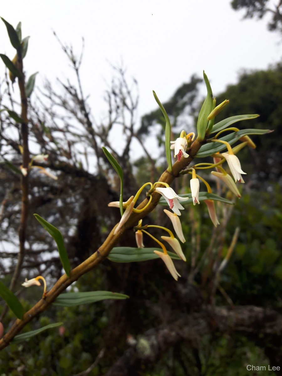 Dendrobium jerdonianum Wight