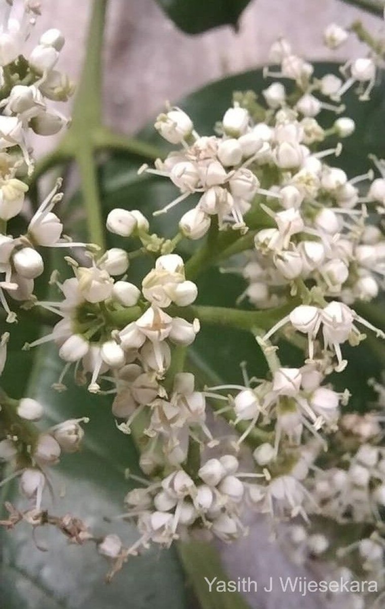 Melicope lunu-ankenda (Gaertn.) T.G.Hartley