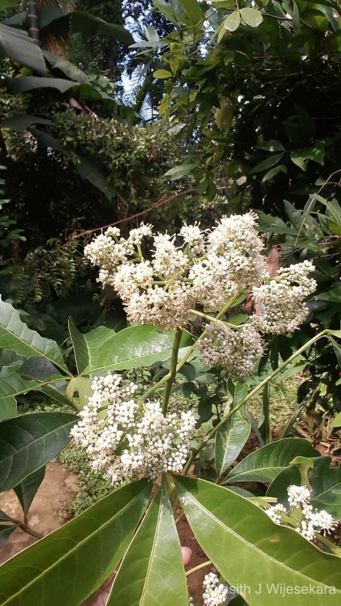 Melicope lunu-ankenda (Gaertn.) T.G.Hartley