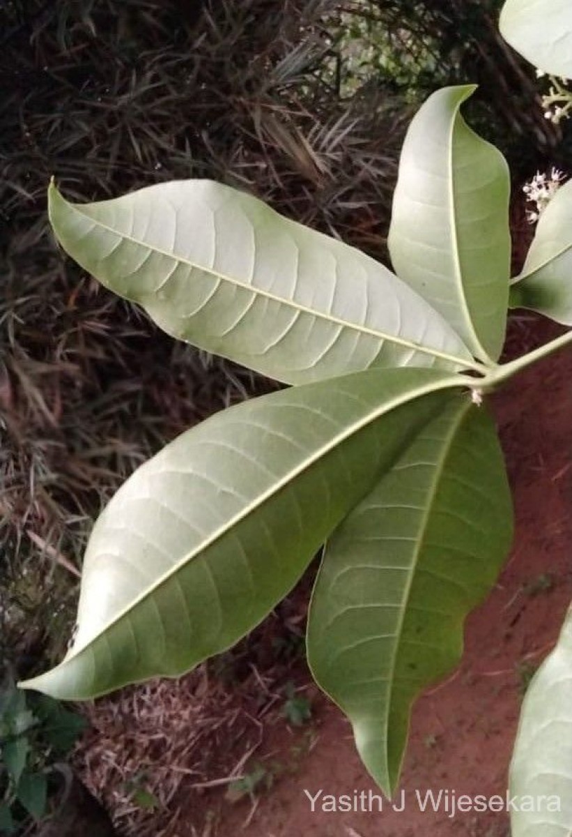 Melicope lunu-ankenda (Gaertn.) T.G.Hartley