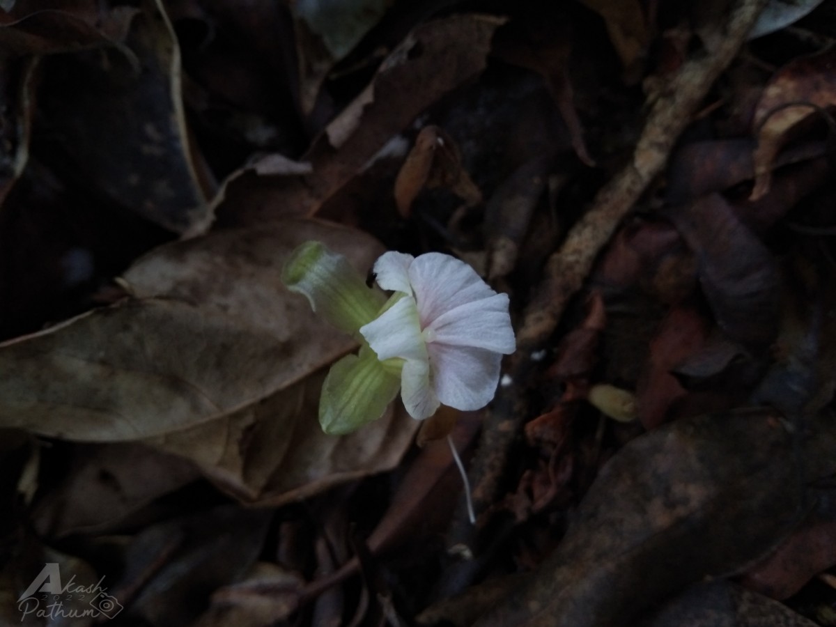 Cyphostigma pulchellum (Thwaites) Benth.