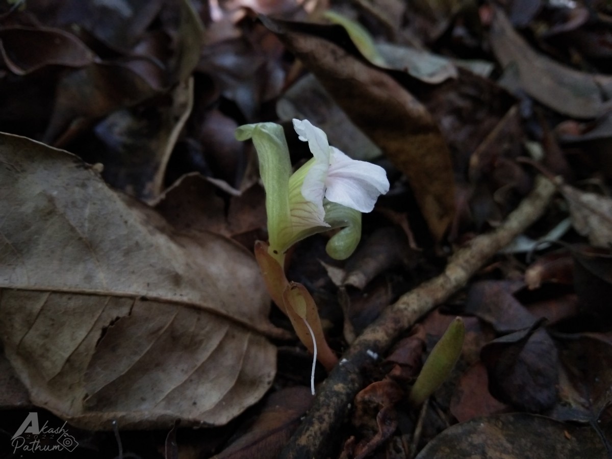 Cyphostigma pulchellum (Thwaites) Benth.