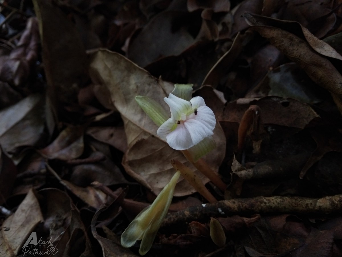 Cyphostigma pulchellum (Thwaites) Benth.