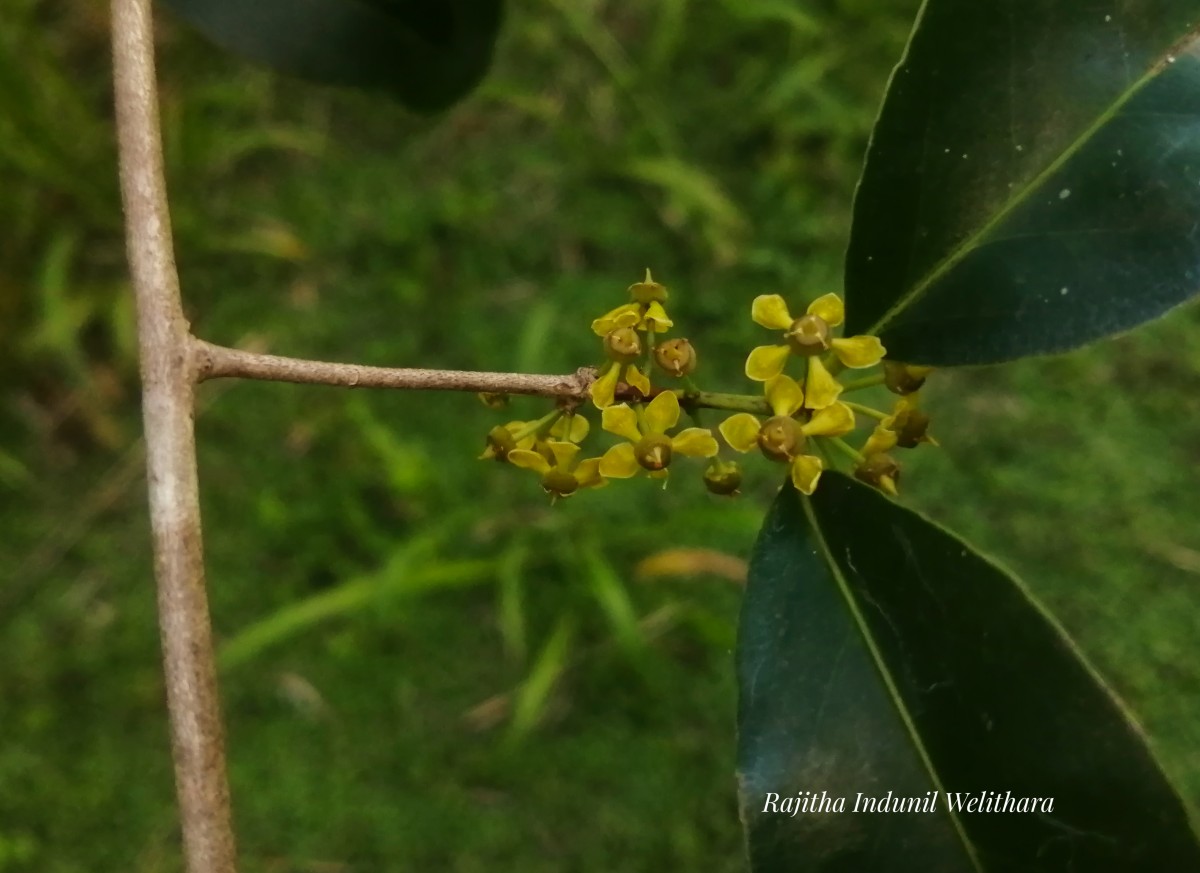 Salacia chinensis L.