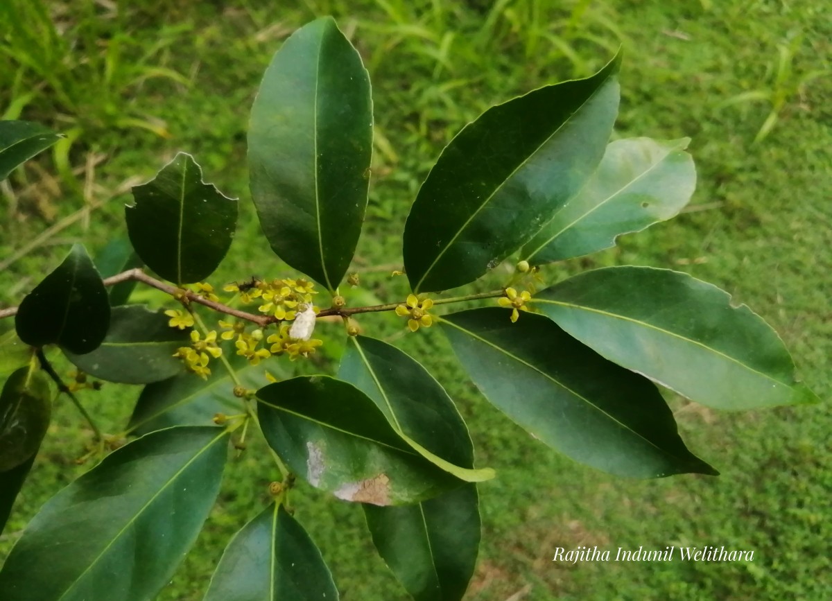 Salacia chinensis L.