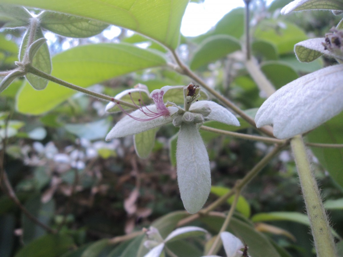 Congea tomentosa Roxb.