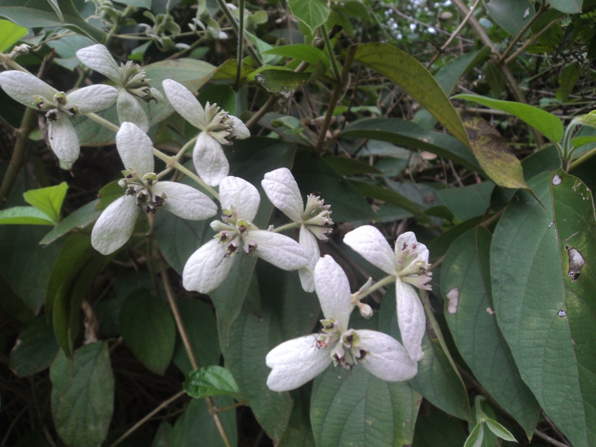 Congea tomentosa Roxb.