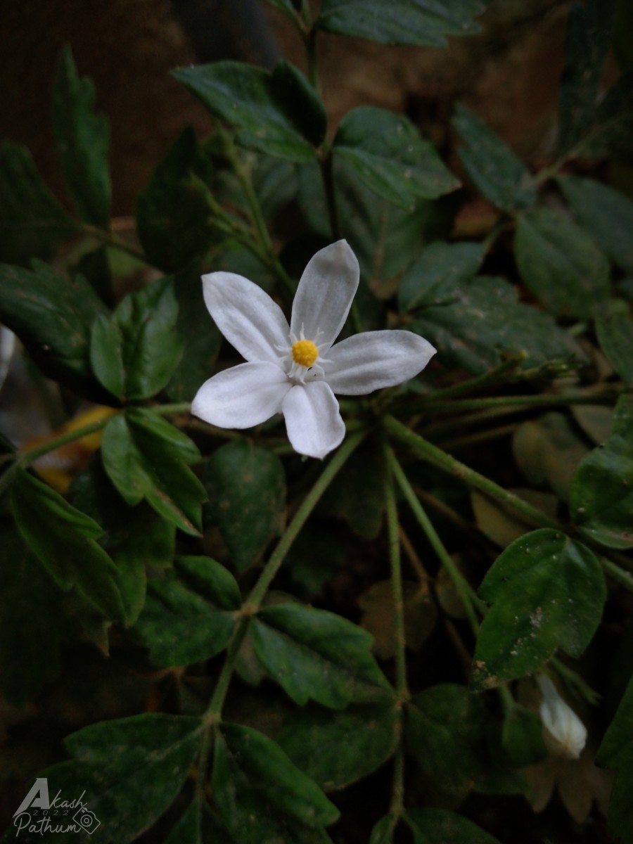 Munronia pinnata (Wall.) W.Theob.