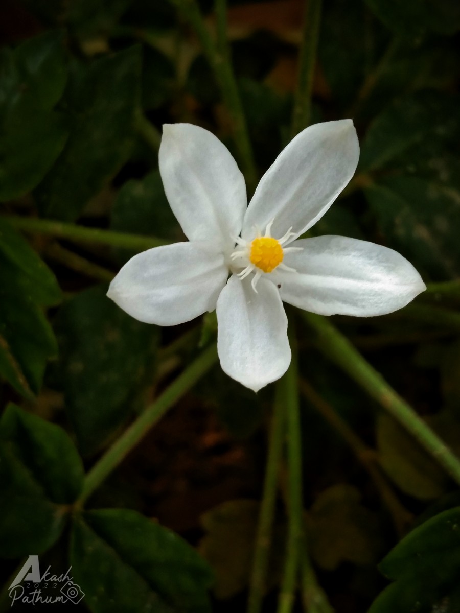 Munronia pinnata (Wall.) W.Theob.