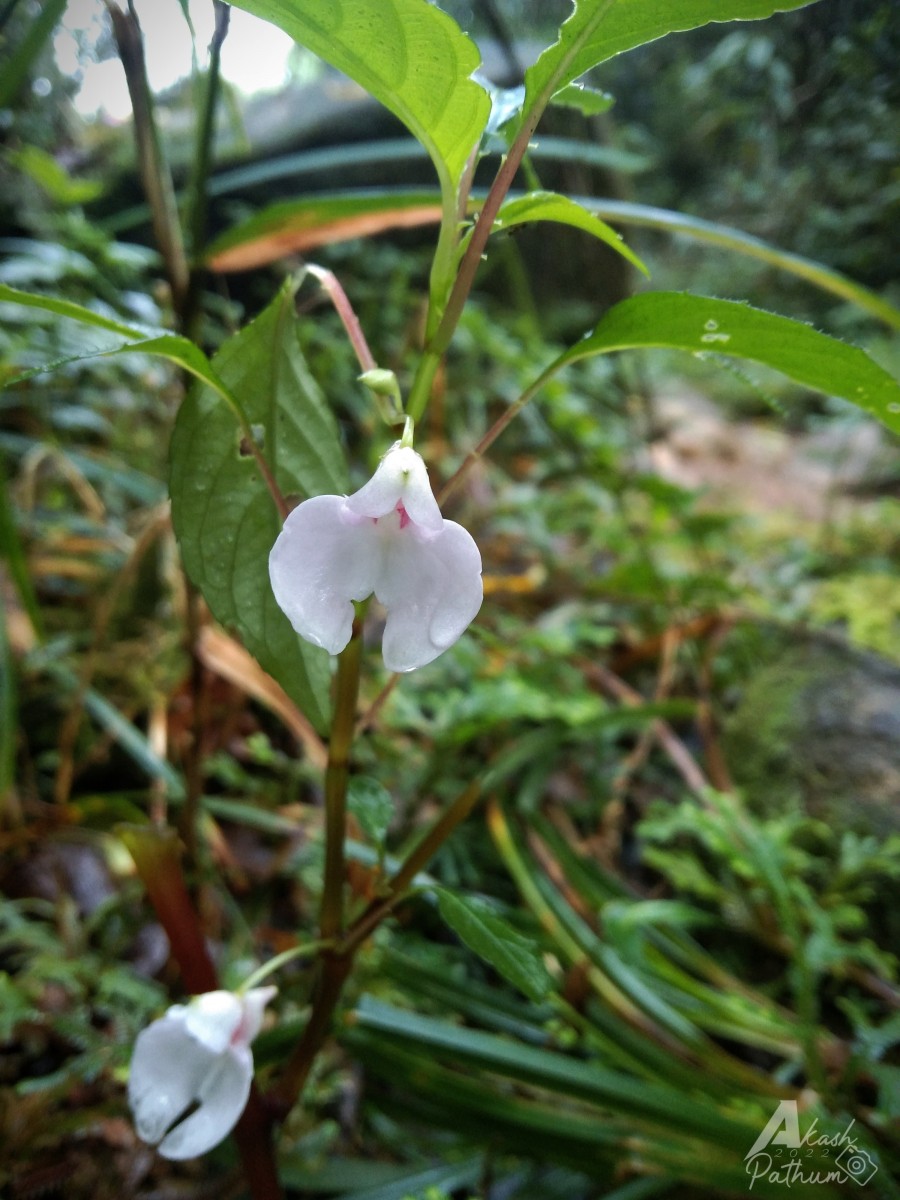 Impatiens truncata Thwaites