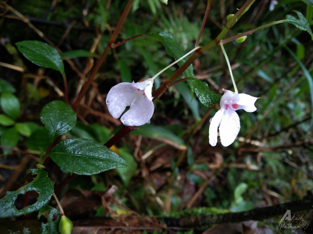 Impatiens truncata Thwaites