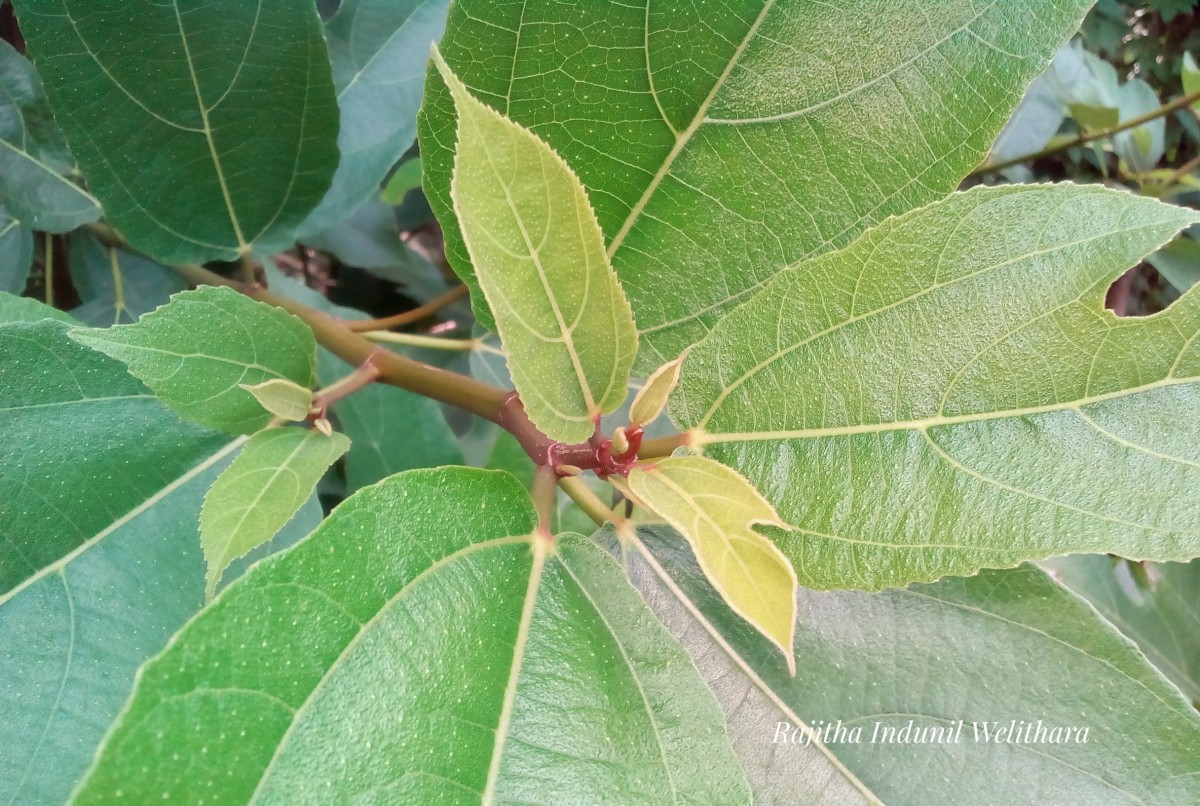 Ficus exasperata Vahl