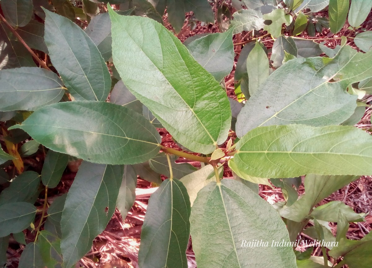 Ficus exasperata Vahl