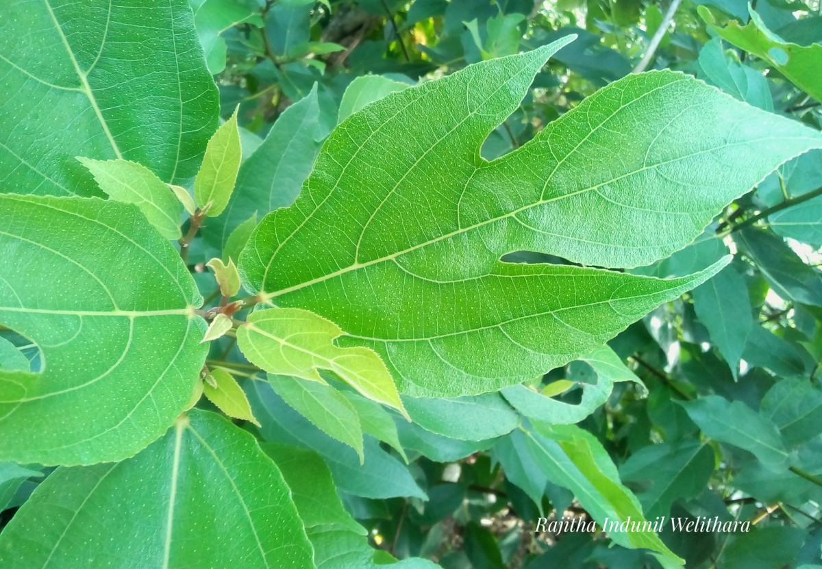 Ficus exasperata Vahl