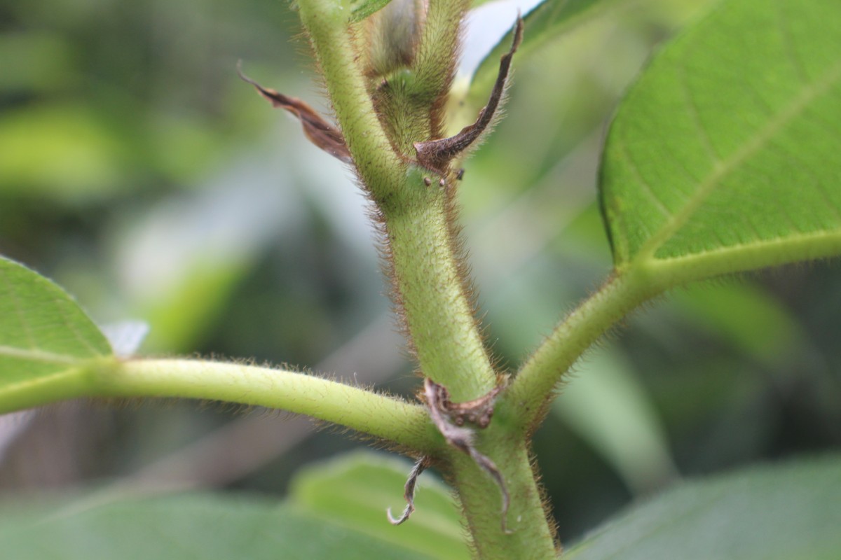 Ficus hispida L.f.