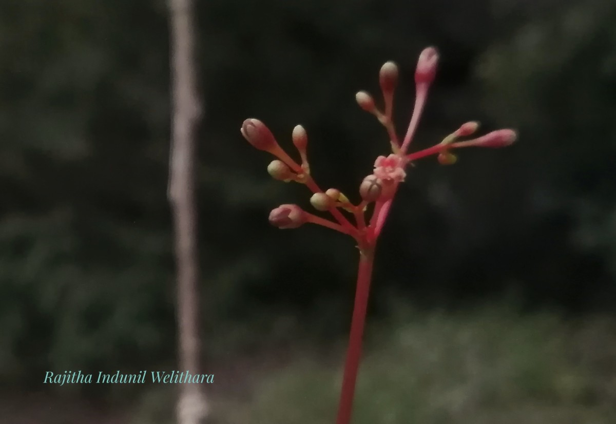 Commiphora caudata (Wight & Arn.) Engl.