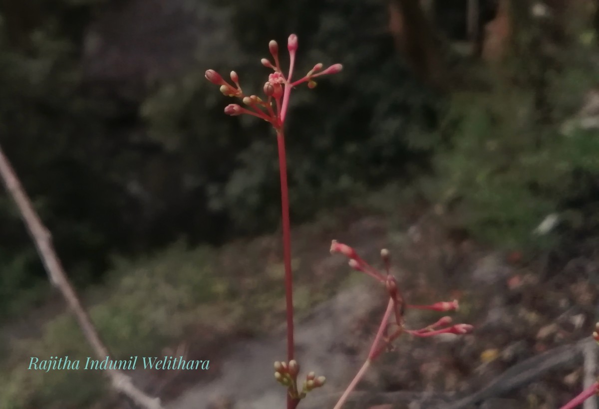 Commiphora caudata (Wight & Arn.) Engl.