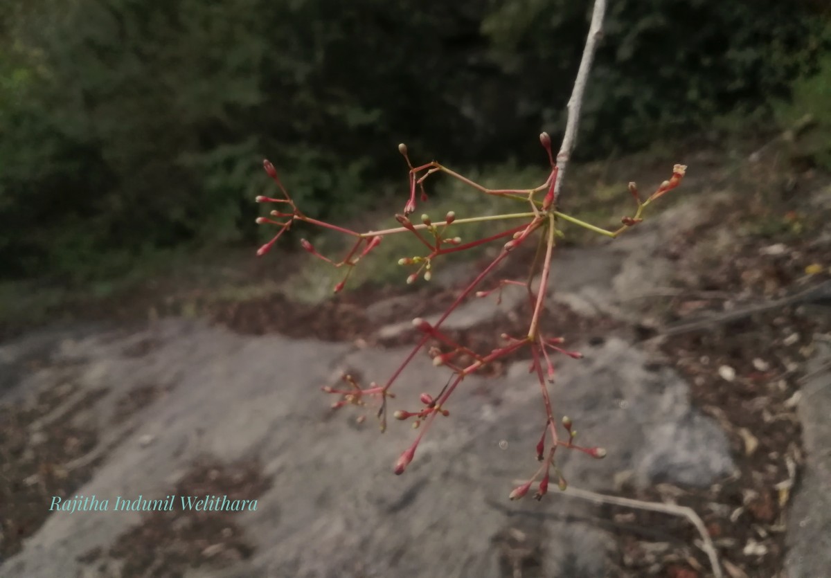 Commiphora caudata (Wight & Arn.) Engl.