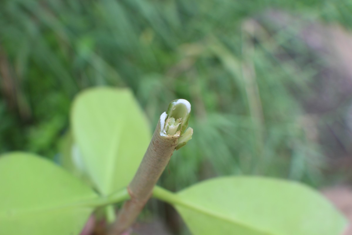 Clusia rosea Jacq.