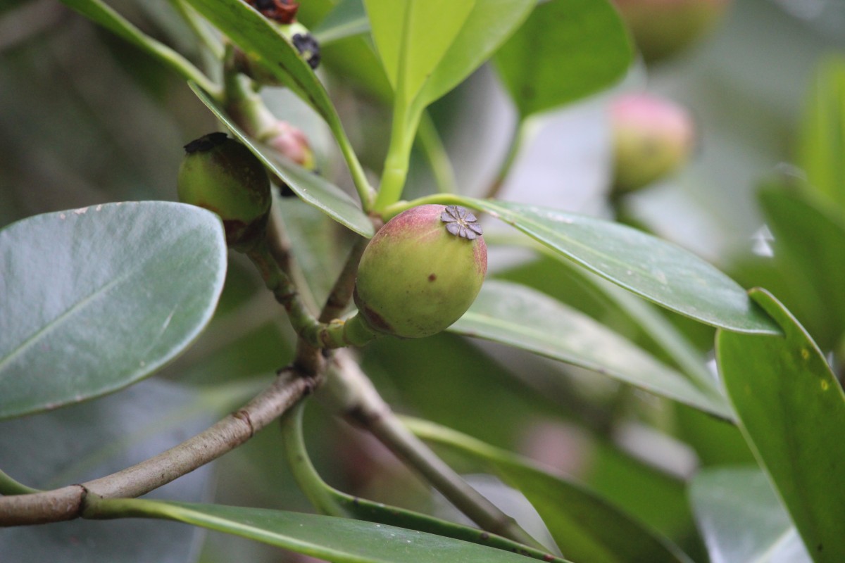 Clusia rosea Jacq.