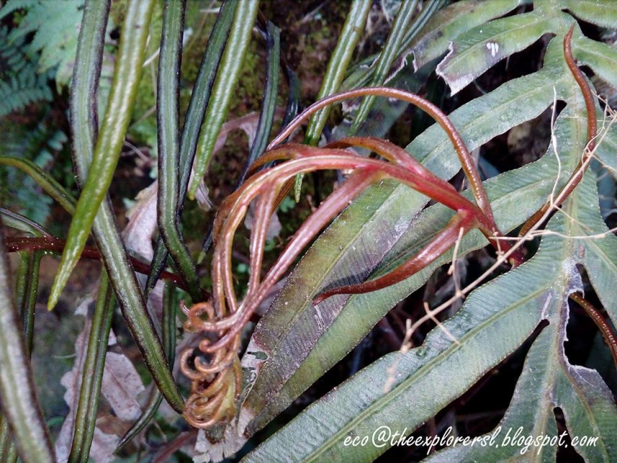 Austroblechnum melanocaulon  (Brack.) de Gasper & V.A.O.Dittrich