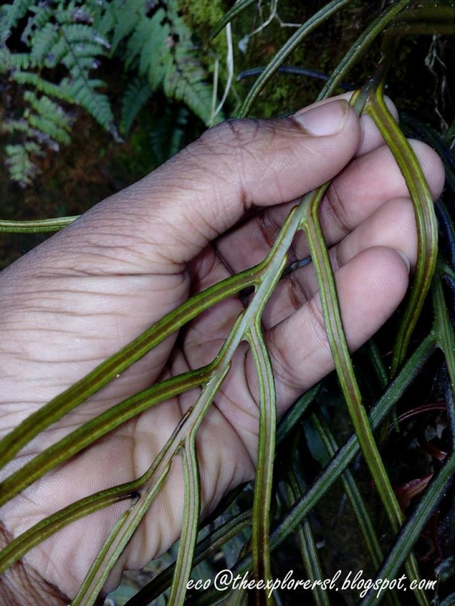 Austroblechnum melanocaulon  (Brack.) de Gasper & V.A.O.Dittrich