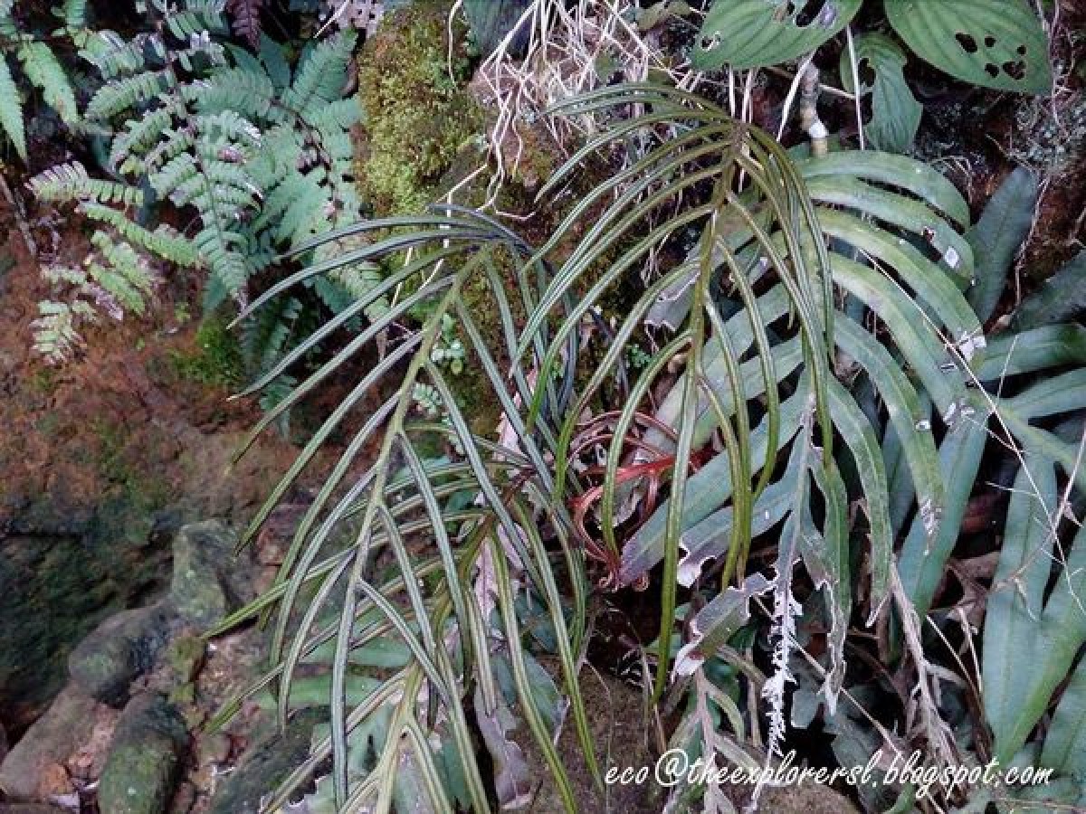 Austroblechnum melanocaulon  (Brack.) de Gasper & V.A.O.Dittrich