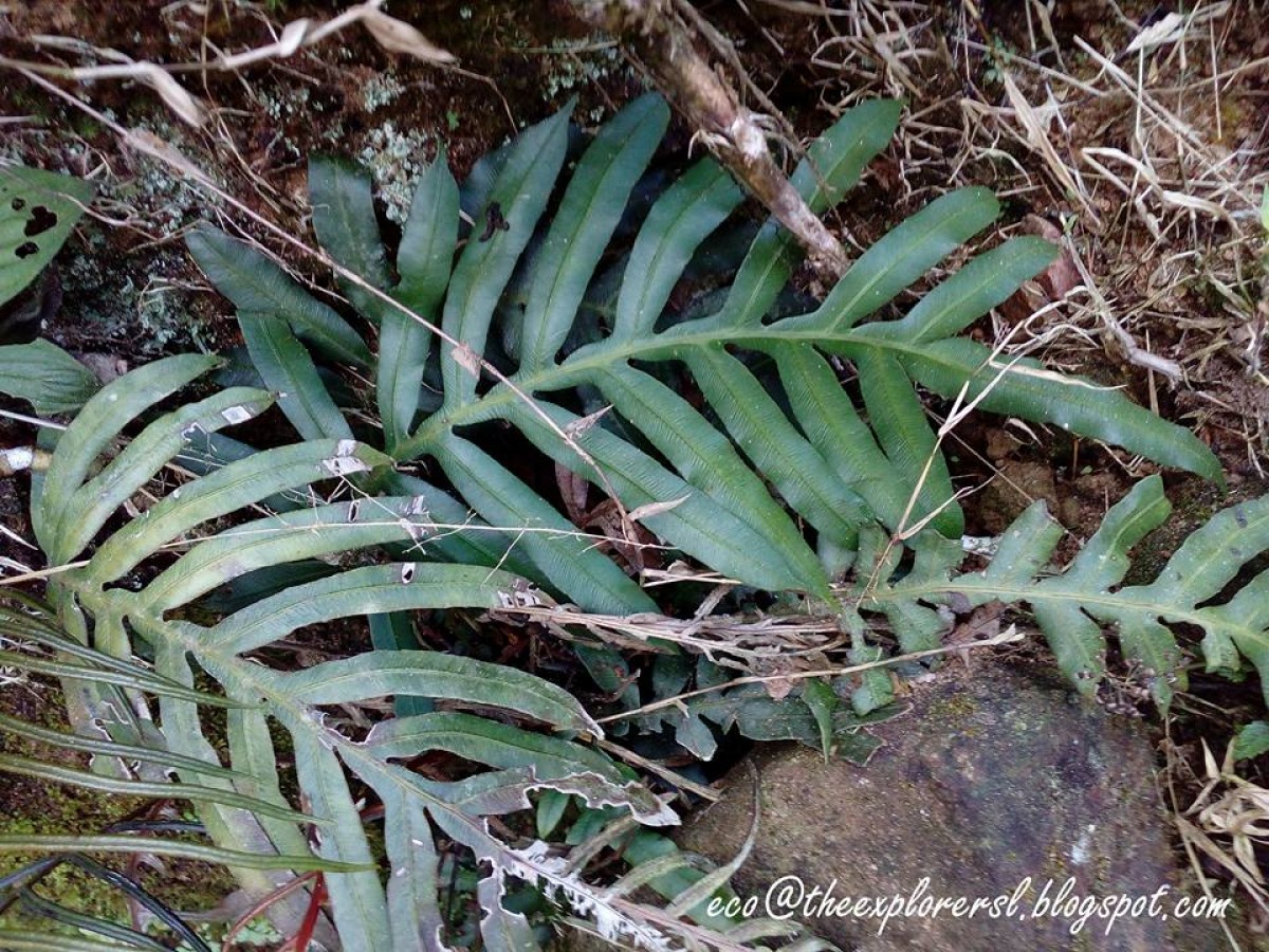 Austroblechnum melanocaulon  (Brack.) de Gasper & V.A.O.Dittrich