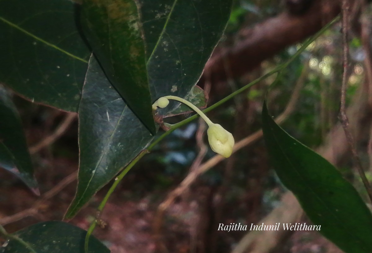 Chlorocarpa pentaschista Alston