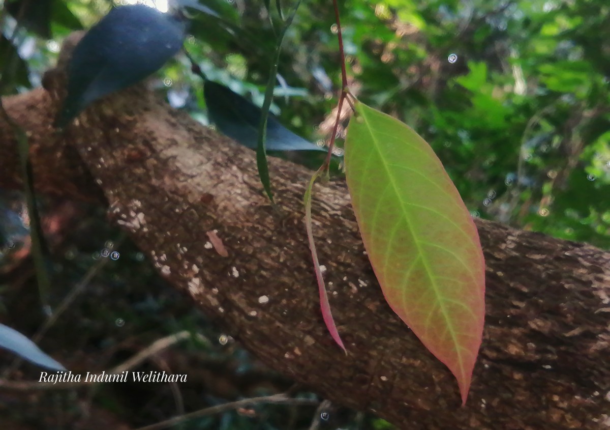 Chlorocarpa pentaschista Alston