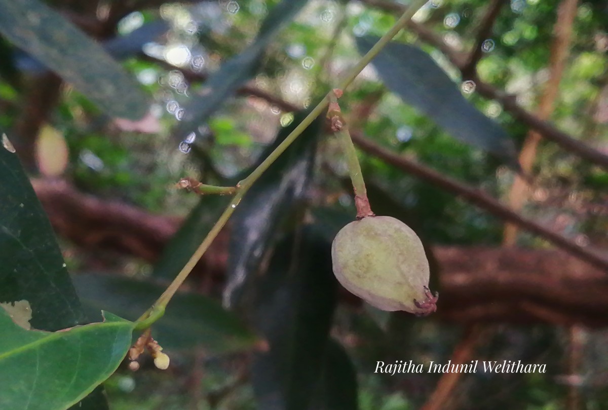 Chlorocarpa pentaschista Alston