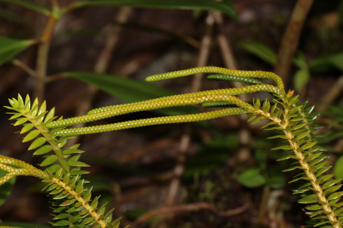 Phlegmariurus phyllanthus  (Hook. & Arn.)R.D.Dixit