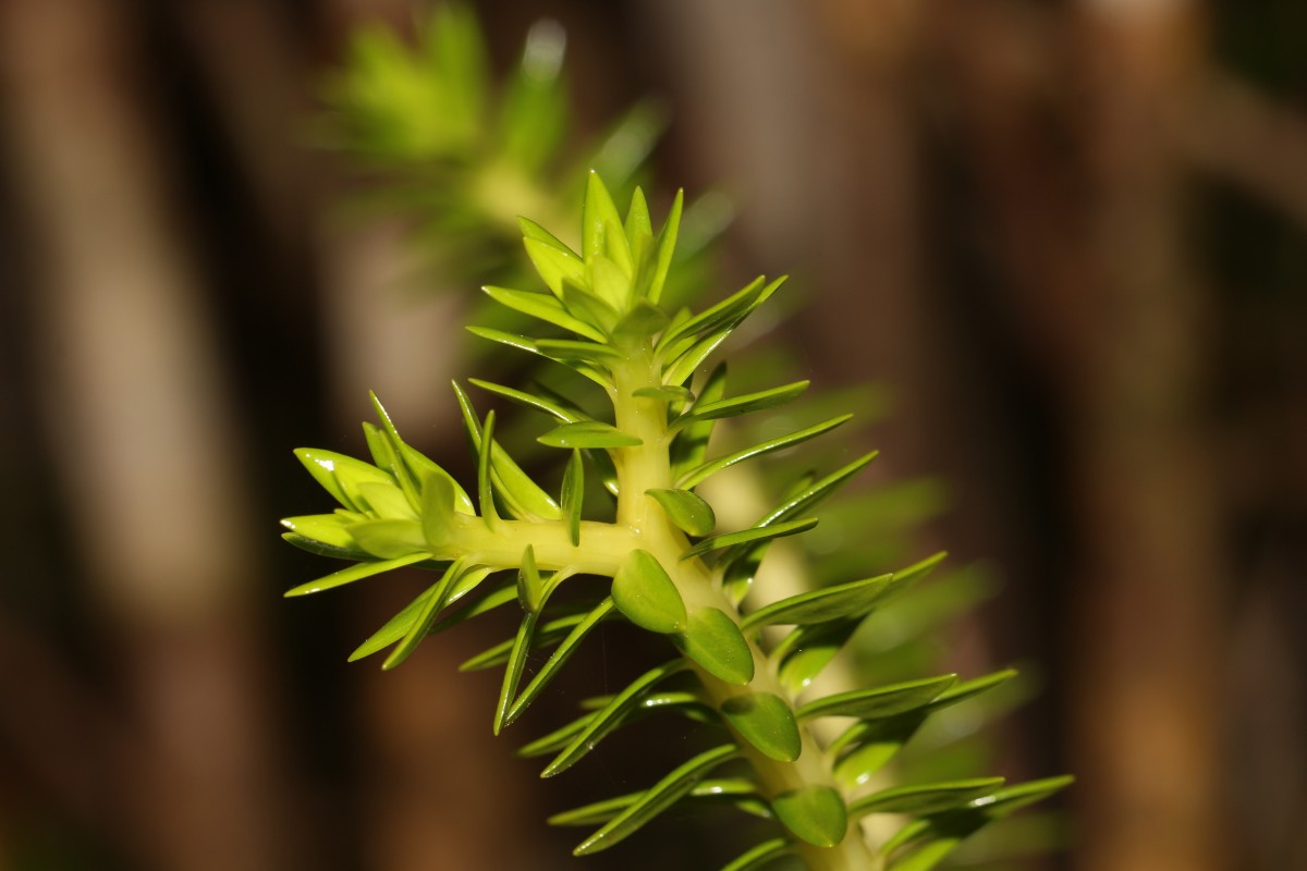 Phlegmariurus phyllanthus  (Hook. & Arn.)R.D.Dixit