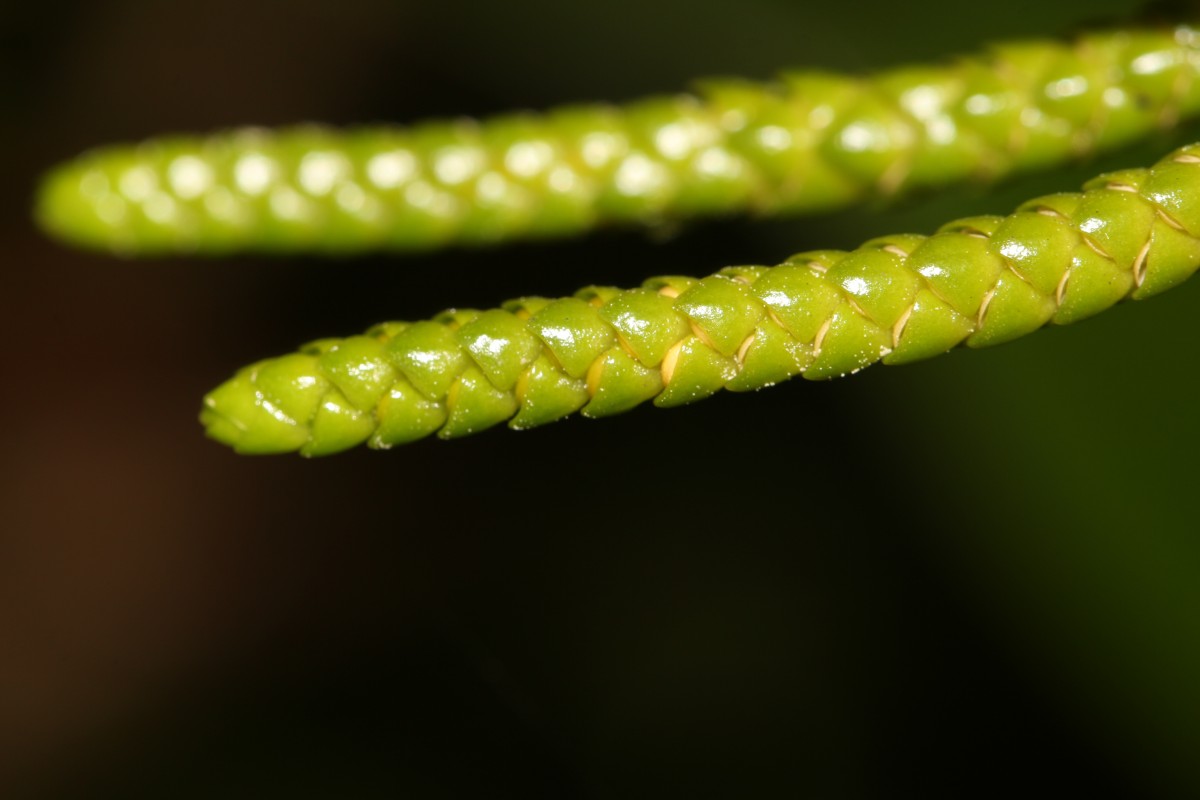 Phlegmariurus phyllanthus  (Hook. & Arn.)R.D.Dixit