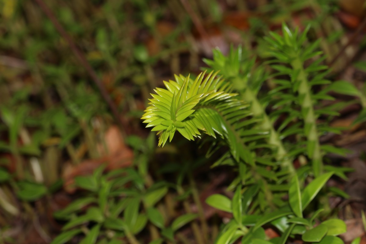 Phlegmariurus phyllanthus  (Hook. & Arn.)R.D.Dixit