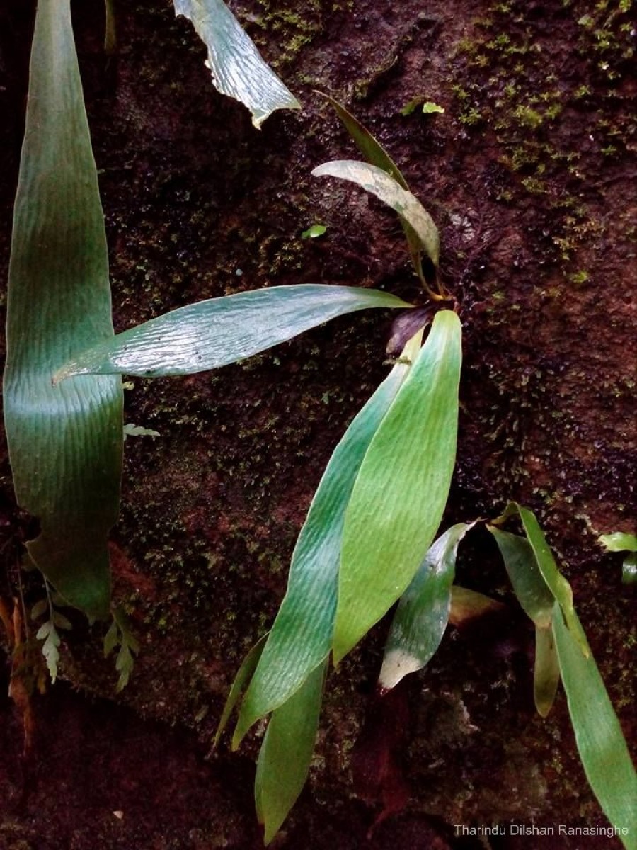 Antrophyum reticulatum  (G.Forst.) Kaulf.