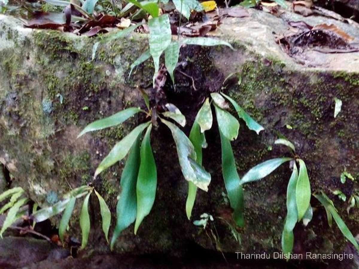 Antrophyum reticulatum  (G.Forst.) Kaulf.