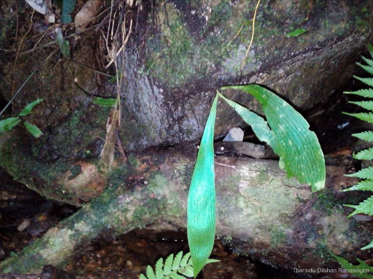 Antrophyum reticulatum  (G.Forst.) Kaulf.