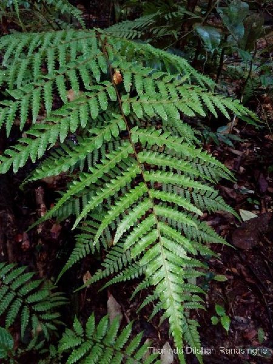 Alsophila walkerae  (Hook.) J.Sm.