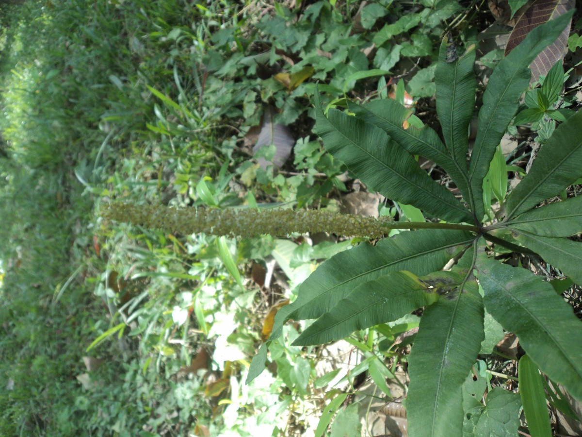 Helminthostachys zeylanica  (L.) Hook.