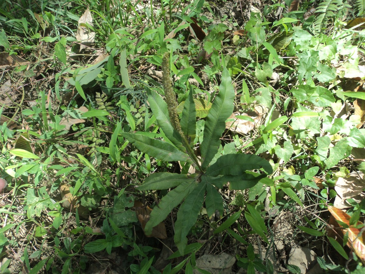 Helminthostachys zeylanica  (L.) Hook.