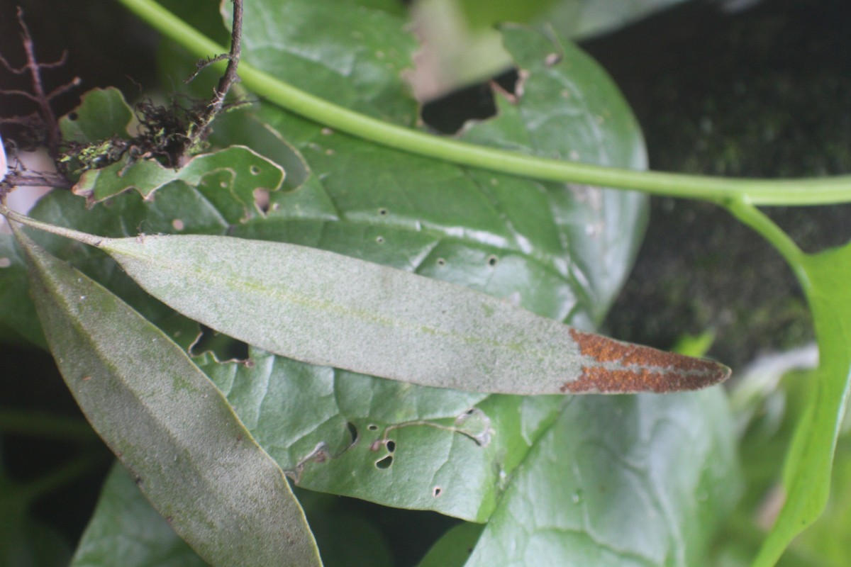 Pyrrosia lanceolata  (L.) Farw.