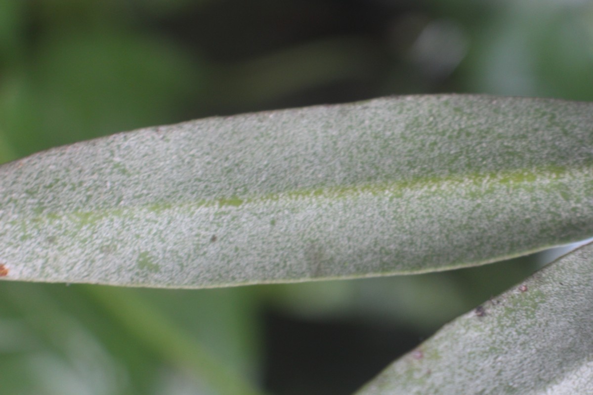 Pyrrosia lanceolata  (L.) Farw.