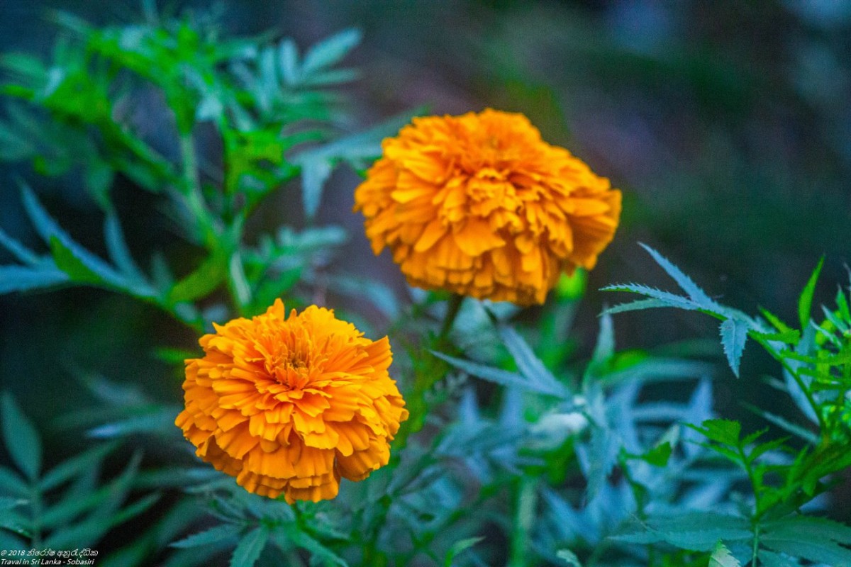 Tagetes erecta L.