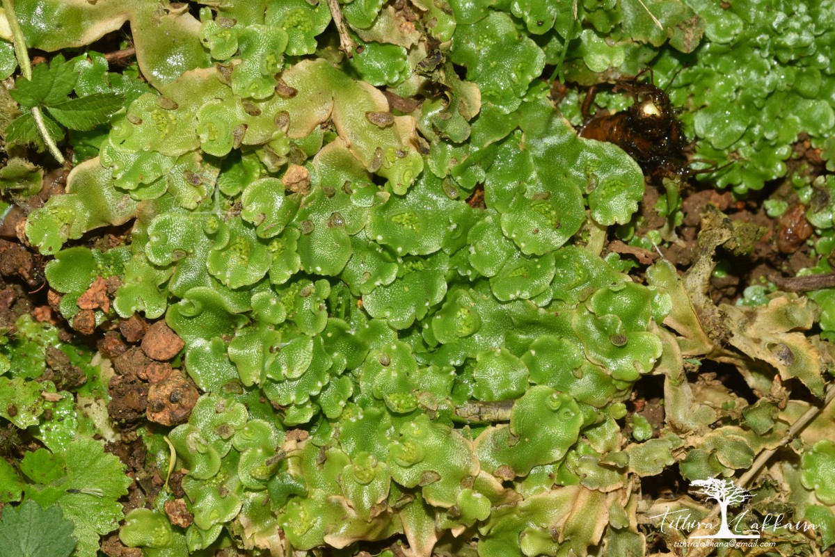 Lunularia cruciata (L.) Dumort.