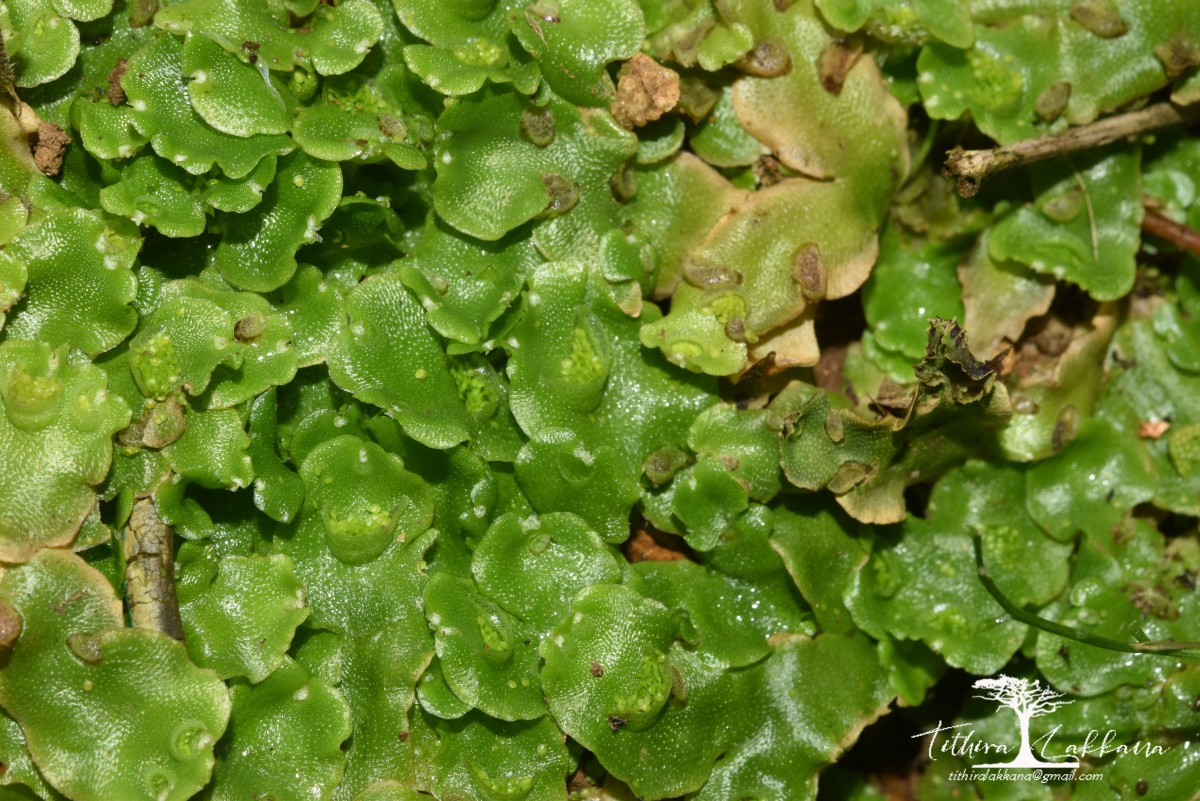 Lunularia cruciata (L.) Dumort.