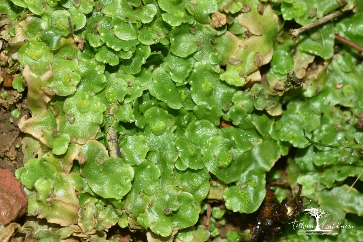 Lunularia cruciata (L.) Dumort.