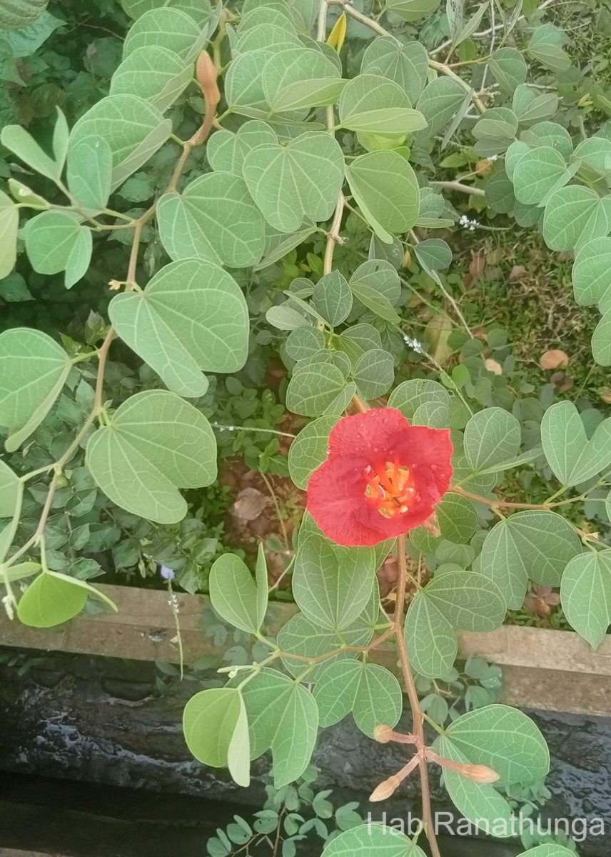 Bauhinia galpinii N.E.Br.